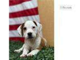 Beabull Puppy for sale in Fort Wayne, IN, USA