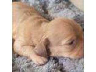 Dachshund Puppy for sale in Fort White, FL, USA