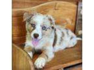 Miniature Australian Shepherd Puppy for sale in Sandy Valley, NV, USA
