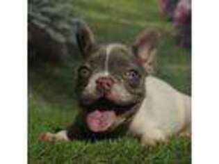 French Bulldog Puppy for sale in Conroe, TX, USA