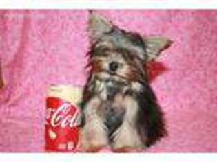 Yorkshire Terrier Puppy for sale in Dawson Springs, KY, USA