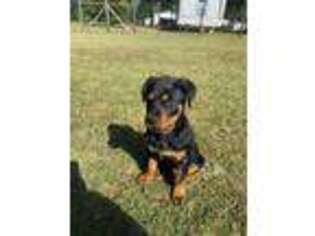 Rottweiler Puppy for sale in Plant City, FL, USA