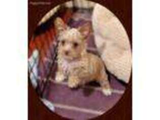 Yorkshire Terrier Puppy for sale in Gainesville, TX, USA