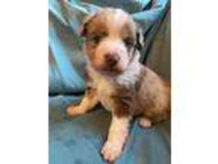 Miniature Australian Shepherd Puppy for sale in Griffin, GA, USA