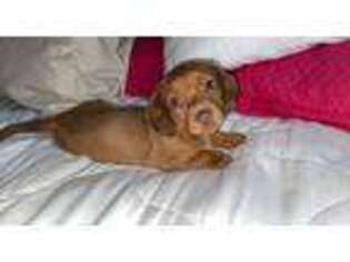 Dachshund Puppy for sale in Woodside, NY, USA