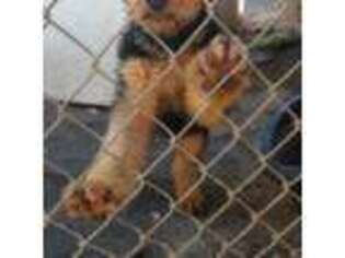 Airedale Terrier Puppy for sale in Mariposa, CA, USA