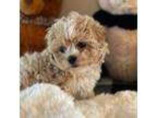 Mutt Puppy for sale in Watertown, TN, USA