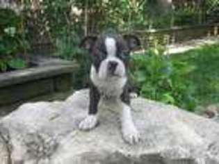 Boston Terrier Puppy for sale in New Berlin, IL, USA