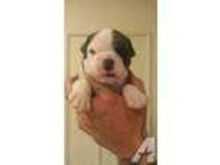 Bulldog Puppy for sale in MEDFORD, OR, USA