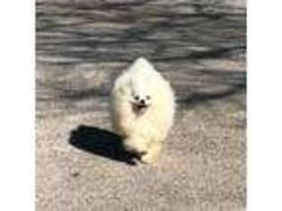 Pomeranian Puppy for sale in Millington, TN, USA
