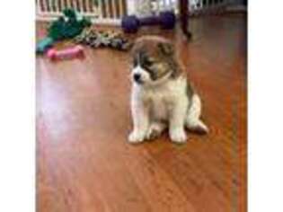 Shiba Inu Puppy for sale in Portland, OR, USA