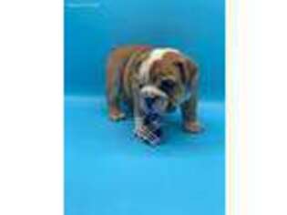 Bulldog Puppy for sale in Marion, OH, USA