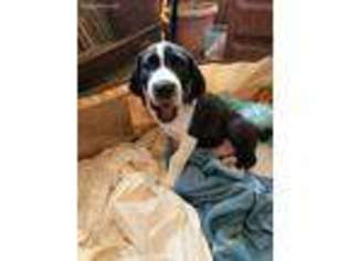 Great Dane Puppy for sale in Marietta, SC, USA