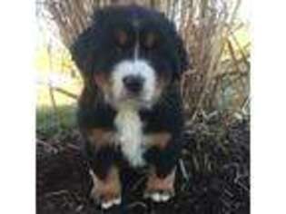 Bernese Mountain Dog Puppy for sale in Port Royal, PA, USA