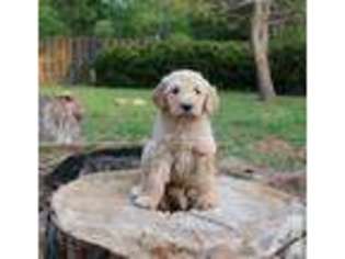 Goldendoodle Puppy for sale in WEATHERFORD, TX, USA