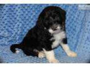 Portuguese Water Dog Puppy for sale in Fort Worth, TX, USA