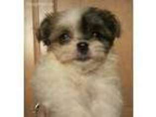 Havanese Puppy for sale in Logansport, IN, USA