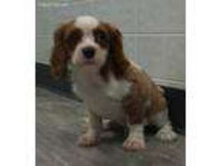 Cavalier King Charles Spaniel Puppy for sale in Clare, IL, USA