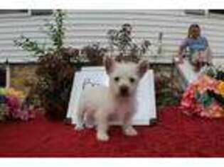 West Highland White Terrier Puppy for sale in Fennimore, WI, USA