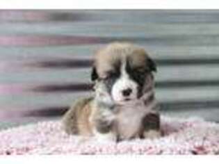 Pembroke Welsh Corgi Puppy for sale in Caliente, CA, USA