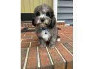 Cavapoo Puppy for sale in Taylors, SC, USA