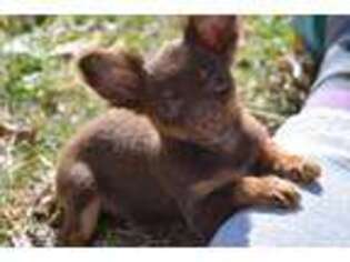 Chihuahua Puppy for sale in Clinton, MO, USA
