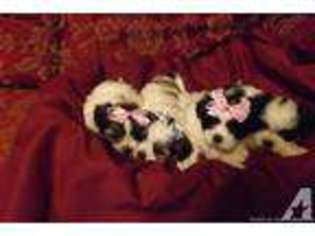 Mutt Puppy for sale in WILLIAMSPORT, TN, USA