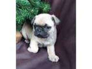 Pug Puppy for sale in Kalona, IA, USA