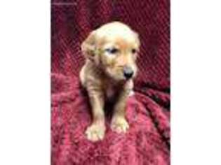 Golden Retriever Puppy for sale in Bristol, SD, USA