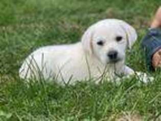 Labrador Retriever Puppy for sale in West Brookfield, MA, USA