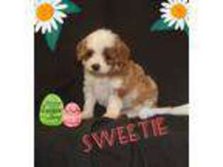 Cavapoo Puppy for sale in Stevens, PA, USA