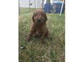 Goldendoodle Puppy for sale in Houston, MO, USA