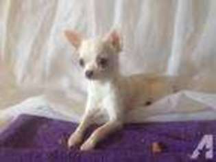 Chihuahua Puppy for sale in ROGERSVILLE, TN, USA