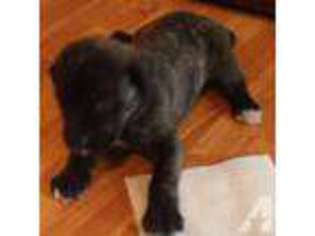 Mastiff Puppy for sale in LAKELAND, FL, USA