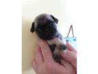 Pug Puppy for sale in Madison, VA, USA