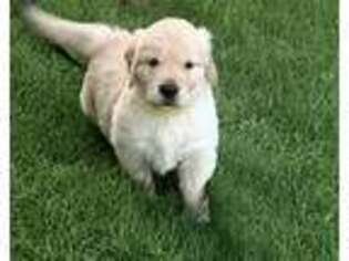 Golden Retriever Puppy for sale in Garland, TX, USA