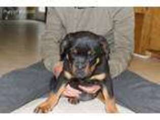 Rottweiler Puppy for sale in Prospect, TN, USA