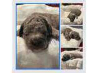 Goldendoodle Puppy for sale in Gaylord, MI, USA