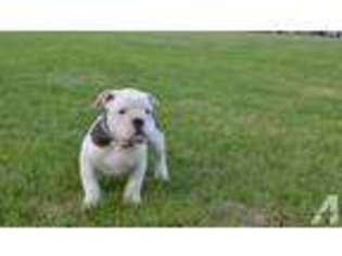 Olde English Bulldogge Puppy for sale in STERLING, MA, USA