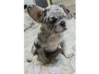 French Bulldog Puppy for sale in Bethesda, MD, USA