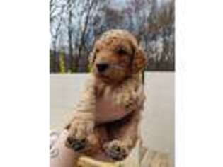 Goldendoodle Puppy for sale in Taneytown, MD, USA