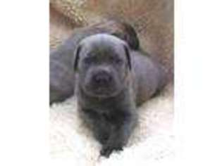 Cane Corso Puppy for sale in WAYLAND, NY, USA