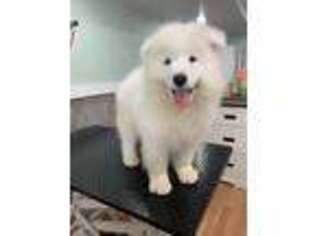 Samoyed Puppy for sale in Bloomfield, IA, USA