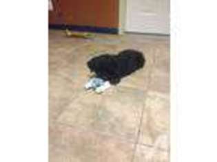 Portuguese Water Dog Puppy for sale in HOWELL, MI, USA