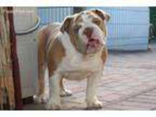 Bulldog Puppy for sale in Daytona Beach, FL, USA