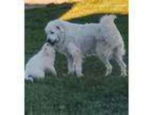 Great Pyrenees Puppy for sale in Buckeye, AZ, USA