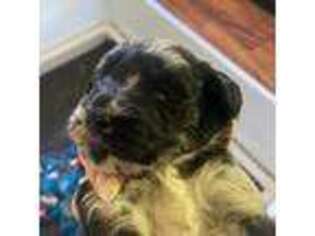 Mutt Puppy for sale in Makawao, HI, USA