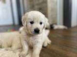 Mutt Puppy for sale in Crittenden, KY, USA