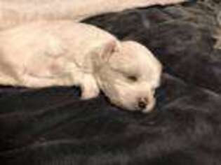 Maltese Puppy for sale in Shawnee, KS, USA