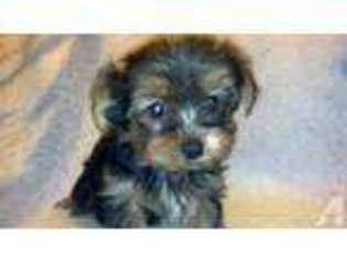 Yorkshire Terrier Puppy for sale in JAMESVILLE, NY, USA